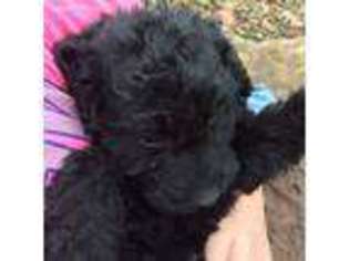 Labradoodle Puppy for sale in Brownsville, KY, USA