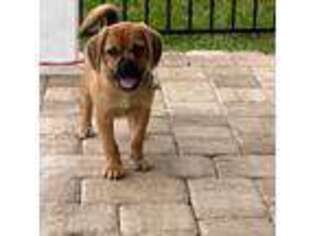 Puggle Puppy for sale in Jacksonville, FL, USA