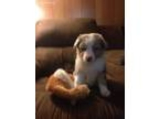 Australian Shepherd Puppy for sale in Southington, OH, USA