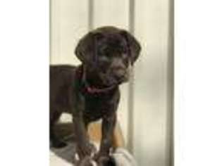 Labrador Retriever Puppy for sale in Mendenhall, MS, USA