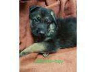 German Shepherd Dog Puppy for sale in Stoddard, WI, USA