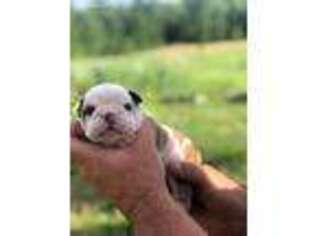 Bulldog Puppy for sale in Alton, MO, USA