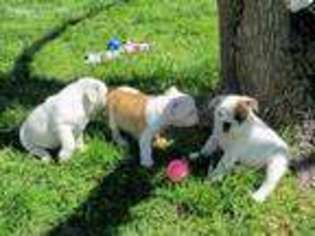 Bulldog Puppy for sale in Friendsville, MD, USA