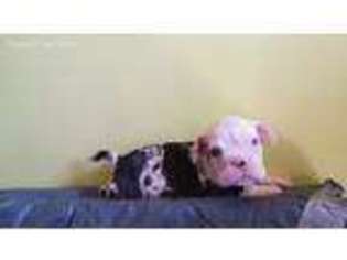 Bulldog Puppy for sale in Philo, OH, USA