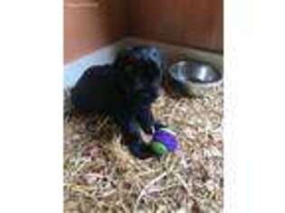 Black Russian Terrier Puppy for sale in Monticello, NY, USA