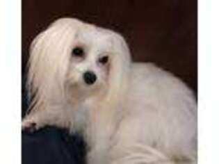 Maltese Puppy for sale in Salisbury, NC, USA