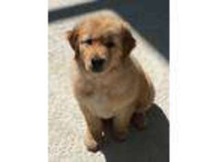 Mutt Puppy for sale in Sanibel, FL, USA