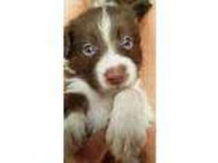 Border Collie Puppy for sale in Groveland, FL, USA