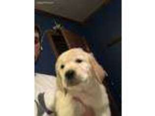 Golden Retriever Puppy for sale in Raymore, MO, USA