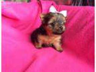 Yorkshire Terrier Puppy for sale in Altoona, KS, USA