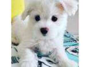 Maltese Puppy for sale in Oceanside, CA, USA