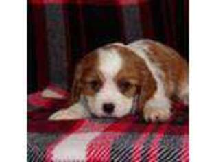 Cavalier King Charles Spaniel Puppy for sale in Westcliffe, CO, USA