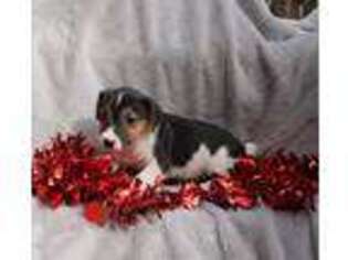 Jack Russell Terrier Puppy for sale in Sandown, NH, USA