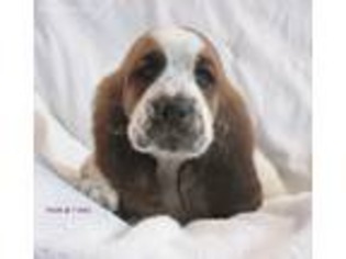 Basset Hound Puppy for sale in Mena, AR, USA