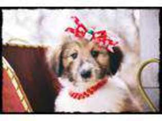 Collie Puppy for sale in Vandalia, MO, USA