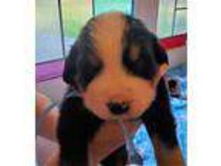 Bernese Mountain Dog Puppy for sale in Westport, WA, USA