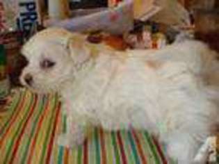 Maltese Puppy for sale in CHURCH ROAD, VA, USA