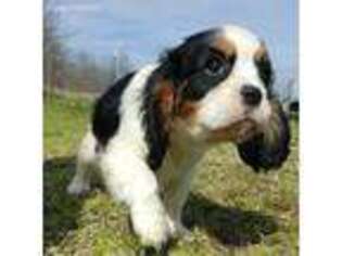 Cavalier King Charles Spaniel Puppy for sale in Atoka, OK, USA