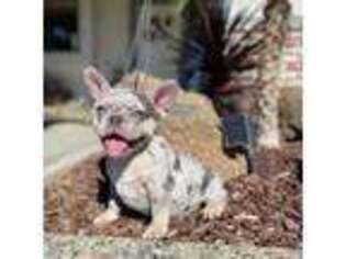 French Bulldog Puppy for sale in Stevinson, CA, USA
