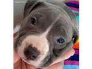 Mutt Puppy for sale in Charlotte, MI, USA