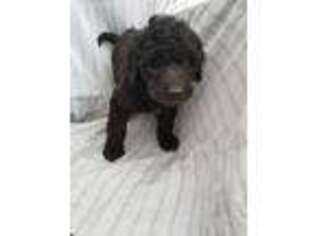 Saint Berdoodle Puppy for sale in Pine Grove, PA, USA