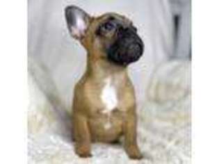 French Bulldog Puppy for sale in Bothell, WA, USA