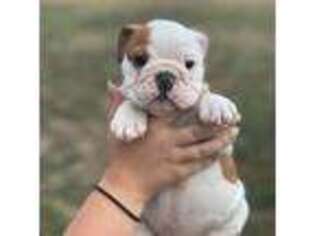 Bulldog Puppy for sale in Nicholasville, KY, USA