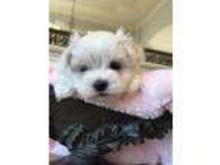 Maltese Puppy for sale in Harrison, TN, USA