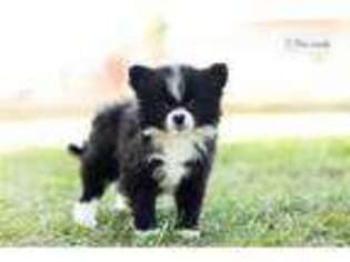 Pomeranian Puppy for sale in Fort Wayne, IN, USA