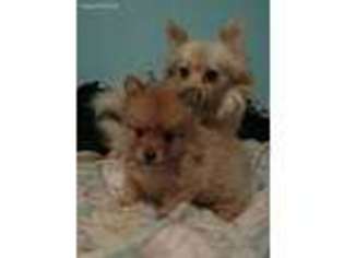 Pomeranian Puppy for sale in Montgomery City, MO, USA