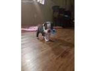 Boston Terrier Puppy for sale in Austin, TX, USA