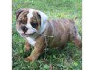 Olde English Bulldogge Puppy for sale in Angier, NC, USA