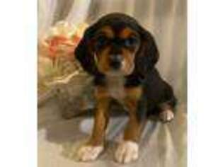 Beaglier Puppy for sale in Mansfield, MA, USA