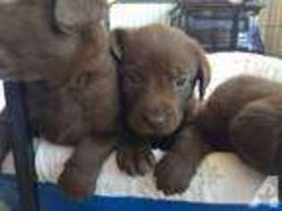 Labrador Retriever Puppy for sale in SAINT PETERSBURG, FL, USA