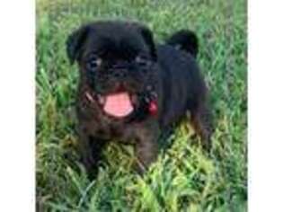 Pug Puppy for sale in Indian Trail, NC, USA