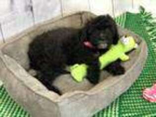 Cavapoo Puppy for sale in Old Monroe, MO, USA