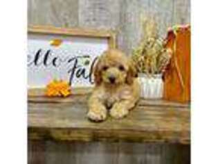 Goldendoodle Puppy for sale in Breese, IL, USA