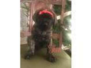 Mastiff Puppy for sale in Forest, OH, USA