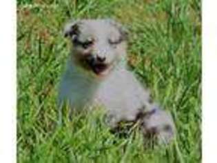 Australian Shepherd Puppy for sale in Dublin, TX, USA