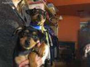 Miniature Pinscher Puppy for sale in Womelsdorf, PA, USA