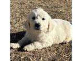 Mutt Puppy for sale in Douglas, WY, USA