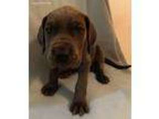 Great Dane Puppy for sale in Tucson, AZ, USA