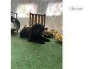 Labrador Retriever Puppy for sale in Little Rock, AR, USA