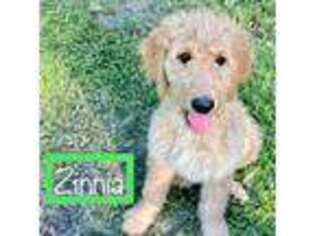 Goldendoodle Puppy for sale in Brooker, FL, USA