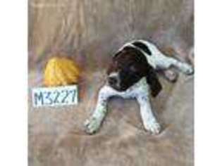 German Shorthaired Pointer Puppy for sale in Jennings, FL, USA