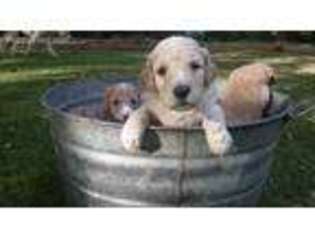 Goldendoodle Puppy for sale in Palmetto, GA, USA
