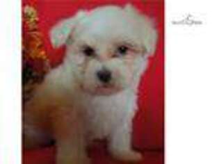 Mal-Shi Puppy for sale in Jacksonville, FL, USA
