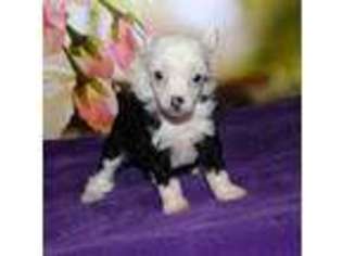 Chinese Crested Puppy for sale in Noel, MO, USA