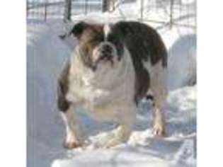 Olde English Bulldogge Puppy for sale in SPOONER, WI, USA