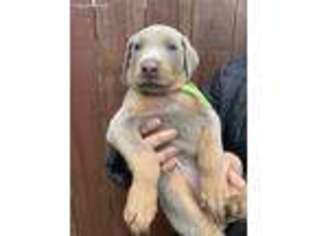Doberman Pinscher Puppy for sale in Poteau, OK, USA